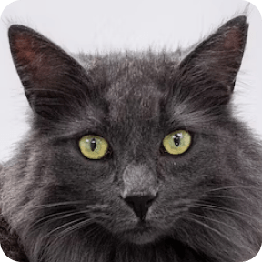 ノルウェージャンフォレストキャット