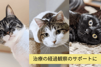 Elimination Monitoring