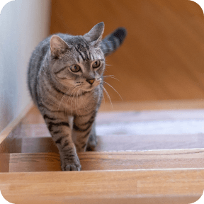 一戸建て、複数階の�ある家