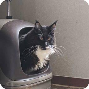 ドームつきトイレ