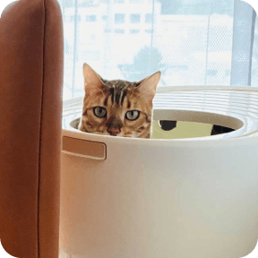 上から入るトイレ